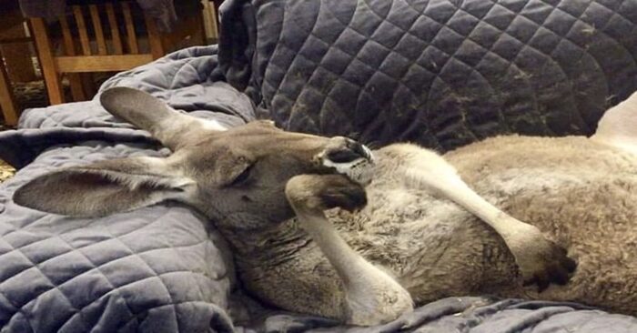  An interesting scene: this rescued kangaroo insisted on his father to cuddle with him every day