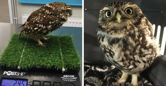  An interesting story: this owl could not fly because she ate a lot of mice, but caring people helped her