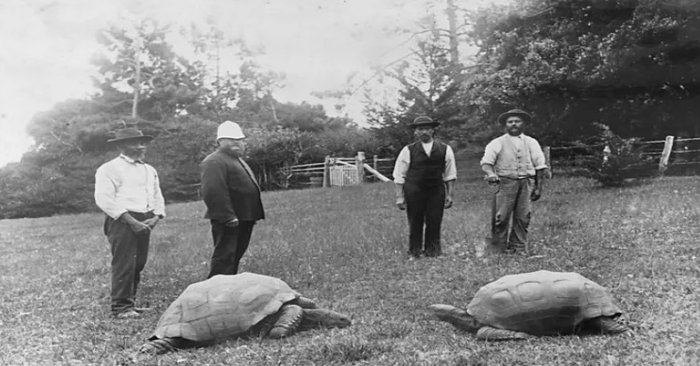  View this man. The 189-year-old tortoise Jonathan, which was captured on camera in 1886 and today