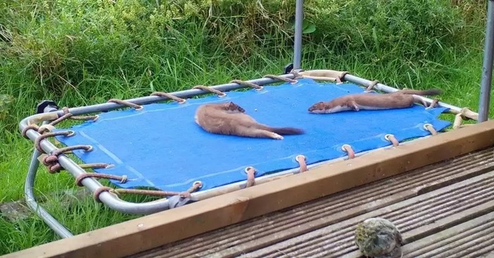 As if they had called it playtime: these baby stoats found a trampoline and started enjoying it