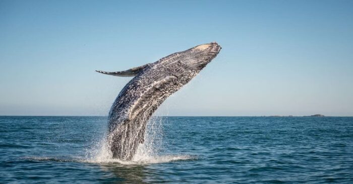  This is great: this huge humpback whale is completely out of the water in South Africa