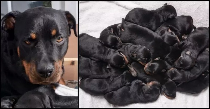  What a unique story: this wonderful Rottweiler gave birth to around 15 puppies in one night