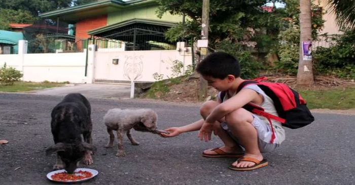  A 9-year-old boy feeds stray dogs with his pocket money and raises money to build an animal shelter