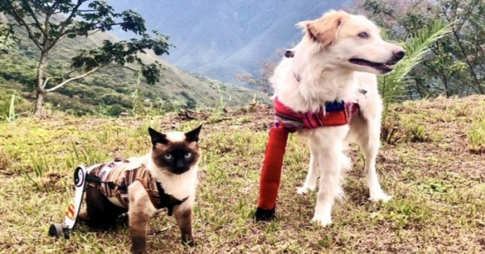  A beautiful story: a dog with 3 legs and a disabled cat became best friends