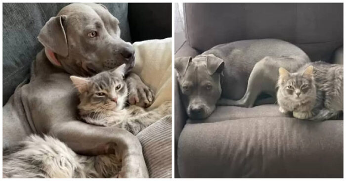  Great story: this big pit bull grew up with cats and started to think he was a cat too