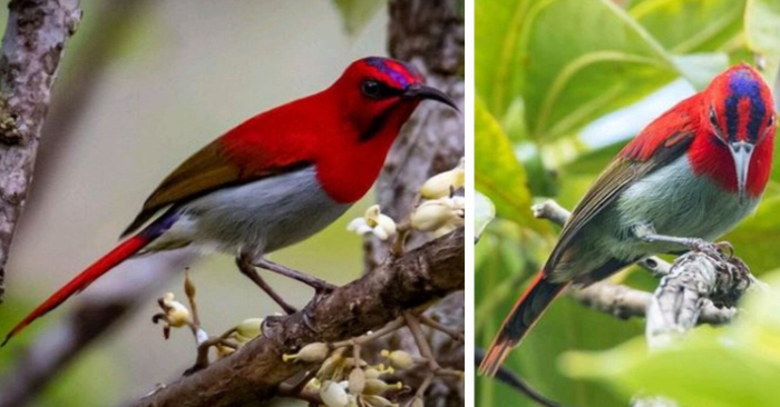  Meet Temminck’s Sunbird, a stunningly red bird with a stylish fu manchu moustache and violet-blue feathers