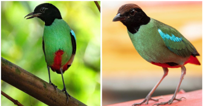  Meet the hooded pitta, a stunning woman with a dark head of hair who sports eye-catching splashes of crimson with turquoise and a beautiful iridescent blue