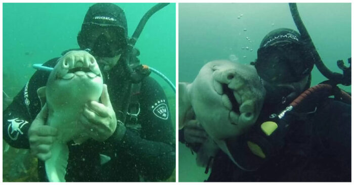  What a cute friendship: this friendly shark has been friends with a diver for 7 years and surprises everyone