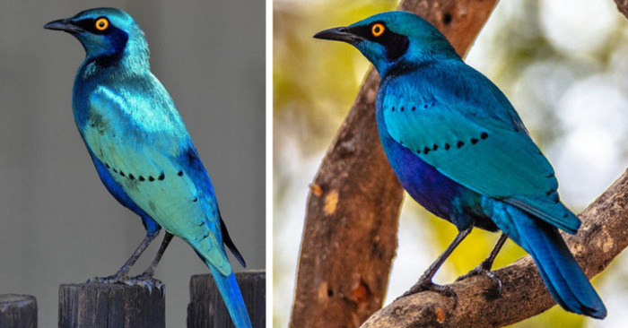  An iridescent blue-green bird with a shiny coat that contrasts beautifully with royal blue to violet tones