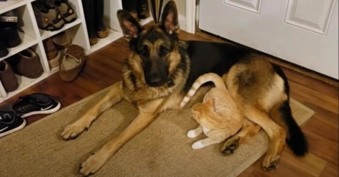  Beautiful story: this curious cat tried to get the dog’s attention and become his best friend