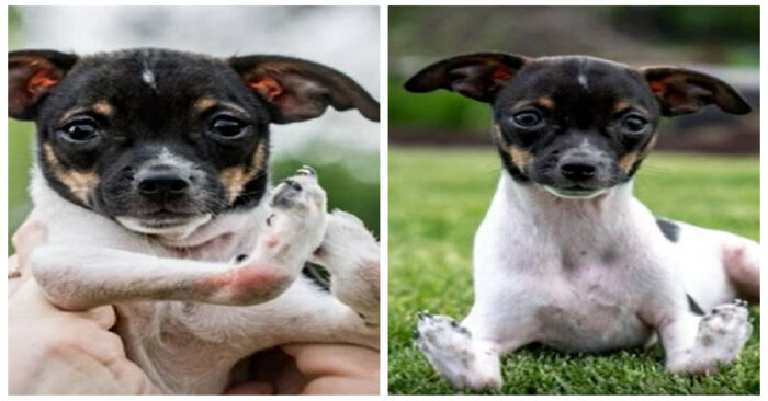  Beautiful story: this puppy was born with upside down legs, but can finally walk after surgery