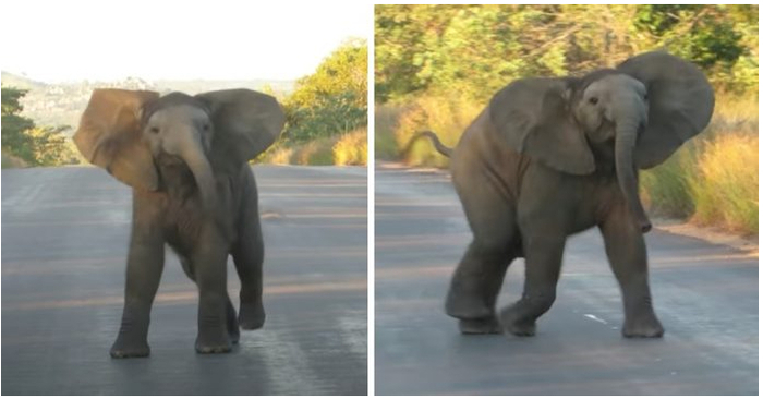  The adorable and wonderful baby elephant’s motions and displays