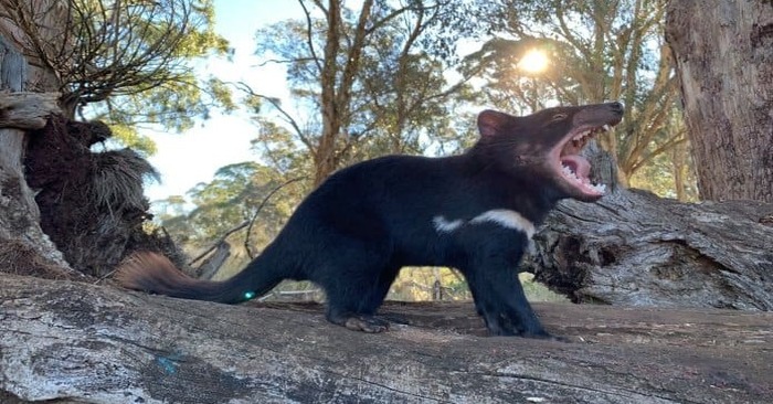  Here’s the news: after 3,000 years, Tasmanian devils have reappeared in the Australian wild