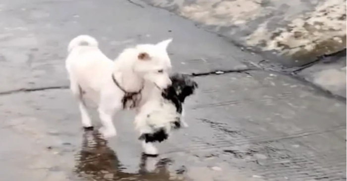  A courageous stray dog’s mother leaps into floodwater to rescue her trapped puppy