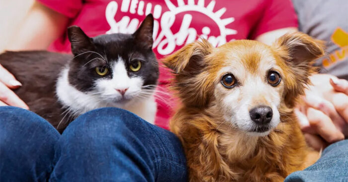 What a cute scene: this wonderful cat became close to a dog and a caring family adopted the cat
