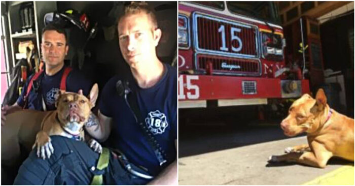  A story with a wonderful ending: this lonely abandoned dog finally found a kind and caring home at the fire station