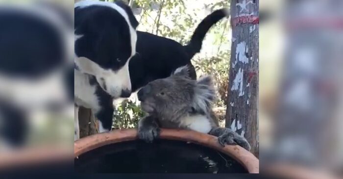  An incredible scene: this kind and caring dog soothes a small koala with bowl of water