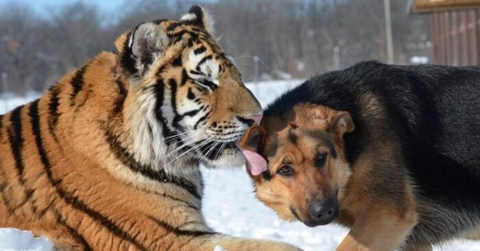  A unique scene: these wild Siberian tigers befriend German shepherds and became inseparable