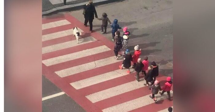  A wonderful story: this dog watches over all the students every day and protects them from crossing the street