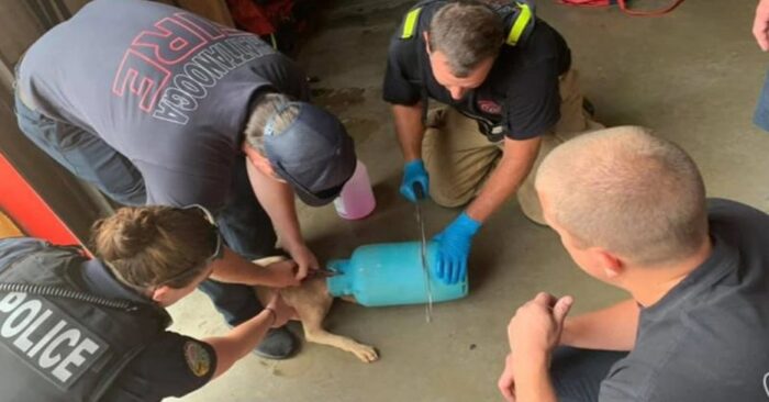 Kind story: wonderful caring firefighters saved a dog with its head stuck in a bottle