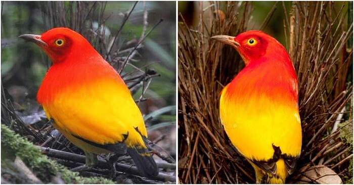  Beautiful wildlife: the flame bowerbird has a beautiful crimson and bright orange plumage