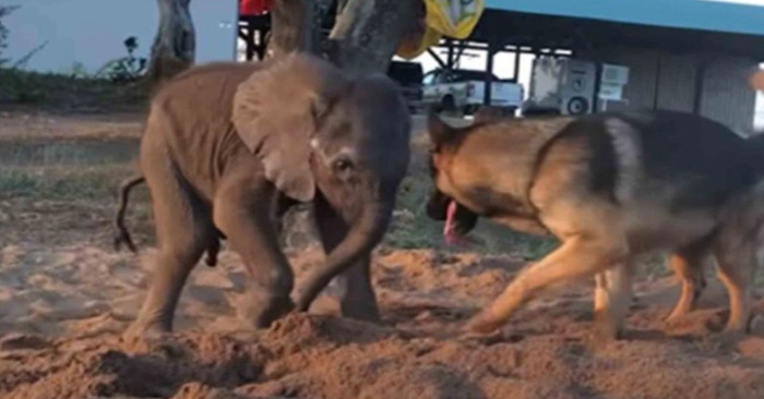  A sickly baby elephant is separated from its herd, and a canine she encounters changes everything
