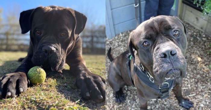  Huge, famous “Dribble King” shelter dog finds a forever home
