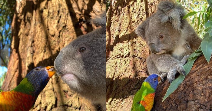  Beautiful shots։ here is a rainbow lorikeet kissing a lonely koala who is unhappy about it