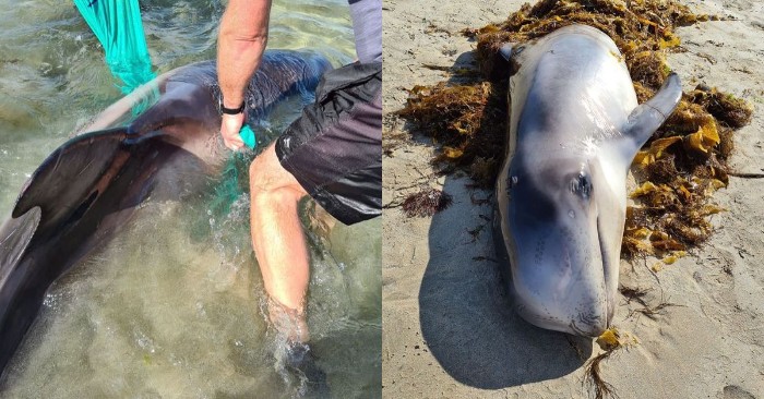  Kind and caring tourists helped a stranded dolphin to return to the sea
