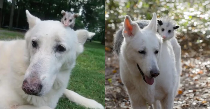  How cute to look at them: this dog adopted a single opossum 3 years ago and they are still together