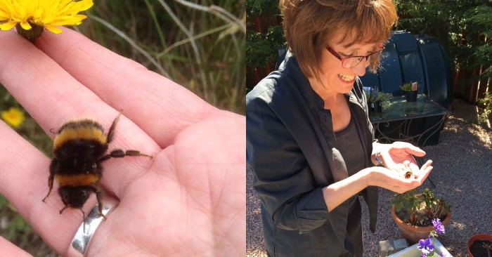  A beautiful story: a kind and caring woman saved a bumblebee and their friendship turned into a legend