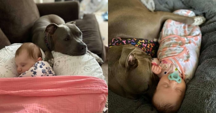  This adorable pit bull named Ellie loves her new job of looking after her younger sister all day