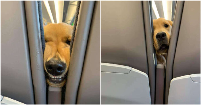  Funny scene: this dog is bored on the plane and decides to cheer up all the passengers