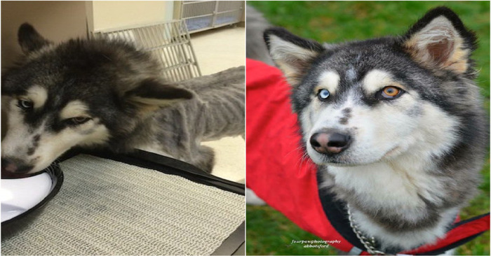  Eventually, a Siberian husky  finds her forever home