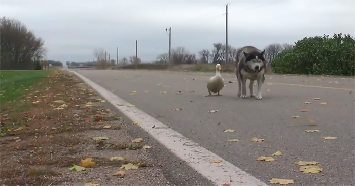  Truly incredible friendship: this wonderful husky has found an inseparable best friend