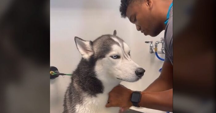  Wonderful scene: this cute husky absolutely did not want to bathe and his behavior attracted everyone