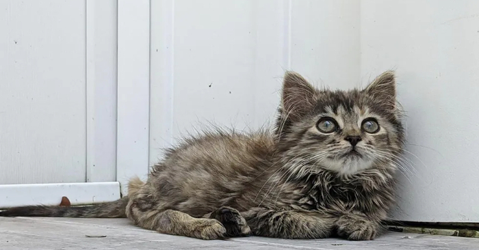  With her unwavering desire to live a happy life, the kitten that was discovered on a farm quickly wins over people’s hearts