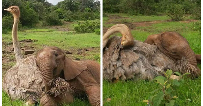  Cute scene: this baby elephant is cuddling with an ostrich at the shelter and they are comforting each other