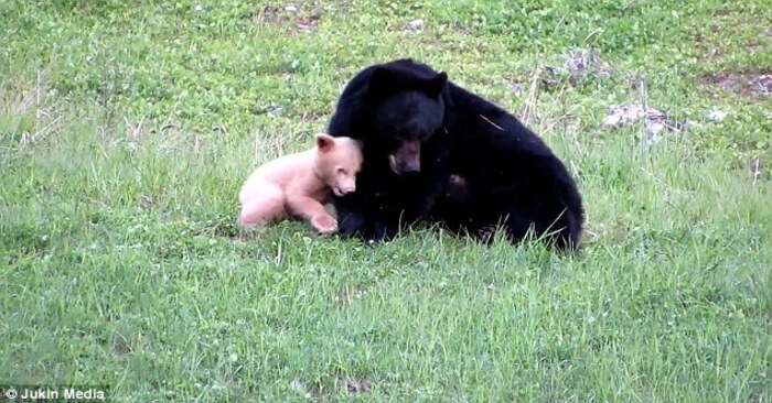  An enchanting moment! The caring mother bear patiently plays with her unique white cub
