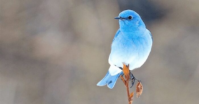  As if from a fairy tale: here is a beautiful blue bird with sky blue plumage that attracts everyone
