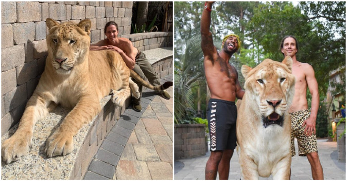  The 700-pound Apollo, a lion-tiger hybrid, is the biggest cat in the universe, stunning the majority