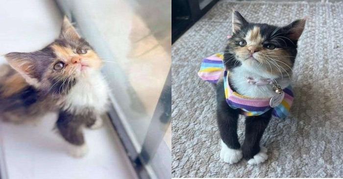  What a brave cat: from birth this cat has problems, but the baby goes through everything