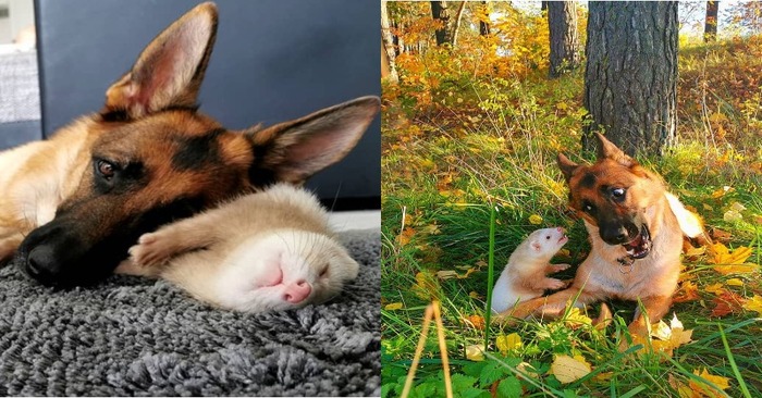  Lovely story: this German Shepherd and ferret have become inseparable friends and charm people
