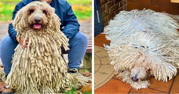  Here’s what he looks like: this unique mop-like dog impresses with its fur
