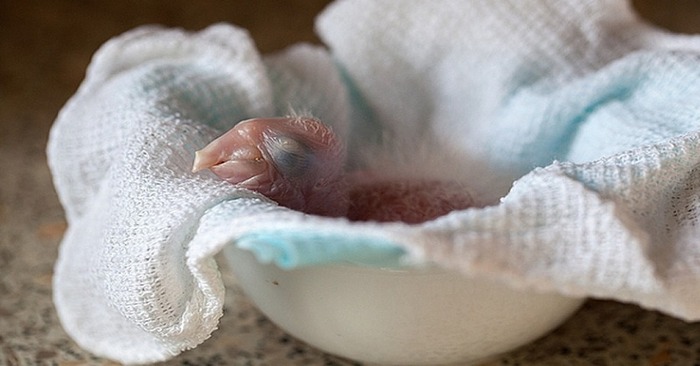  Interesting story: this girl showed the whole process of turning a newborn into a gorgeous parrot
