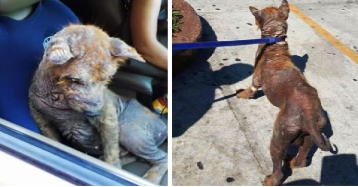  Good deed: this caring woman found a frightened lonely dog and saved the poor animal