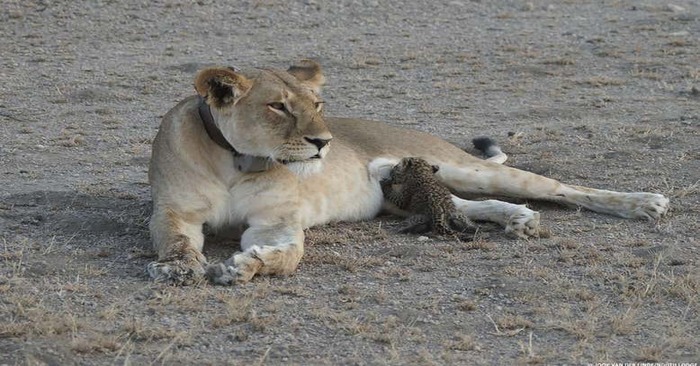  What a beautiful story: this kind and caring lioness takes care of a lonely leopard cub