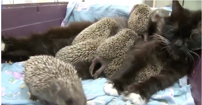  Baby hedgehogs who are abandoned and defenseless find solace in an unexpected cat mother
