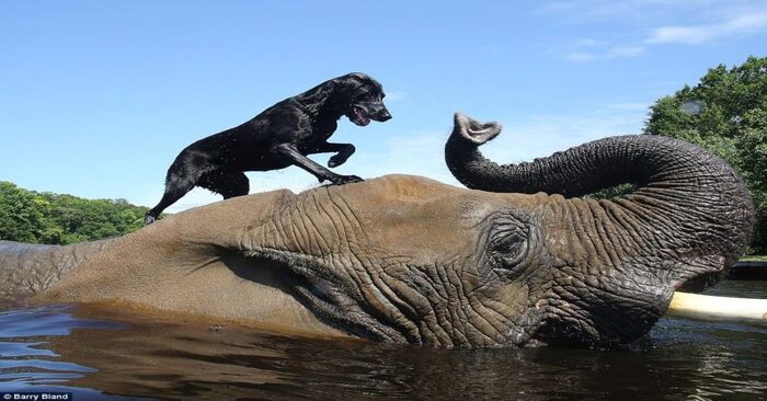  Beautiful friendship: elephant orphan strikes up an unrealistic friendship with a wonderful Labrador Retriever