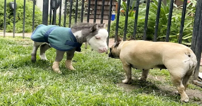  After losing his mother, an orphaned little horse finds solace in wonderful, caring dogs
